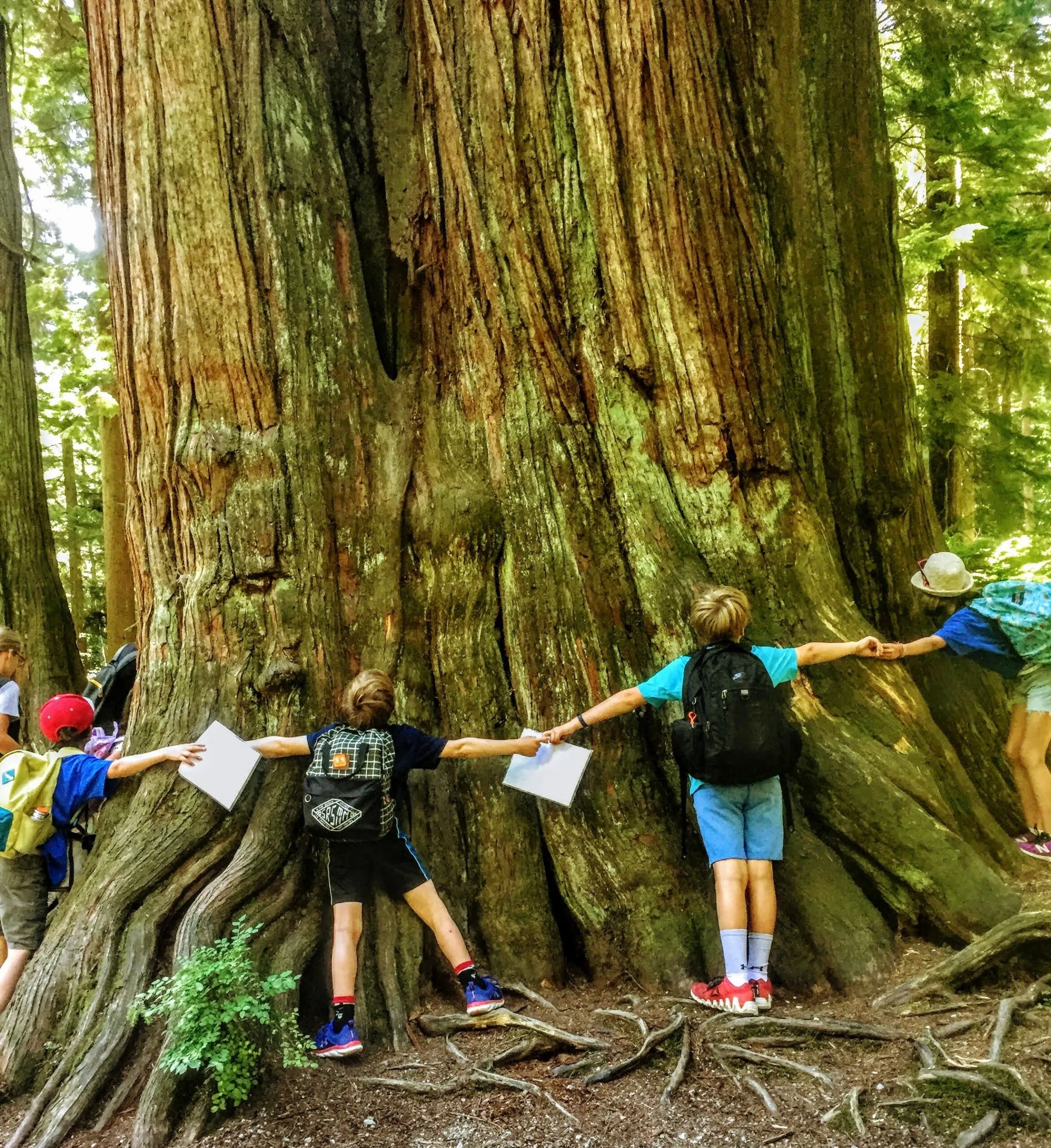Kids on a SPES school program in Stanley Park wrap their arms around an old growth cedar tree, one of the few remaining giants left in the Lower Mainland. (Credit: Justine Kaseman/SPES)