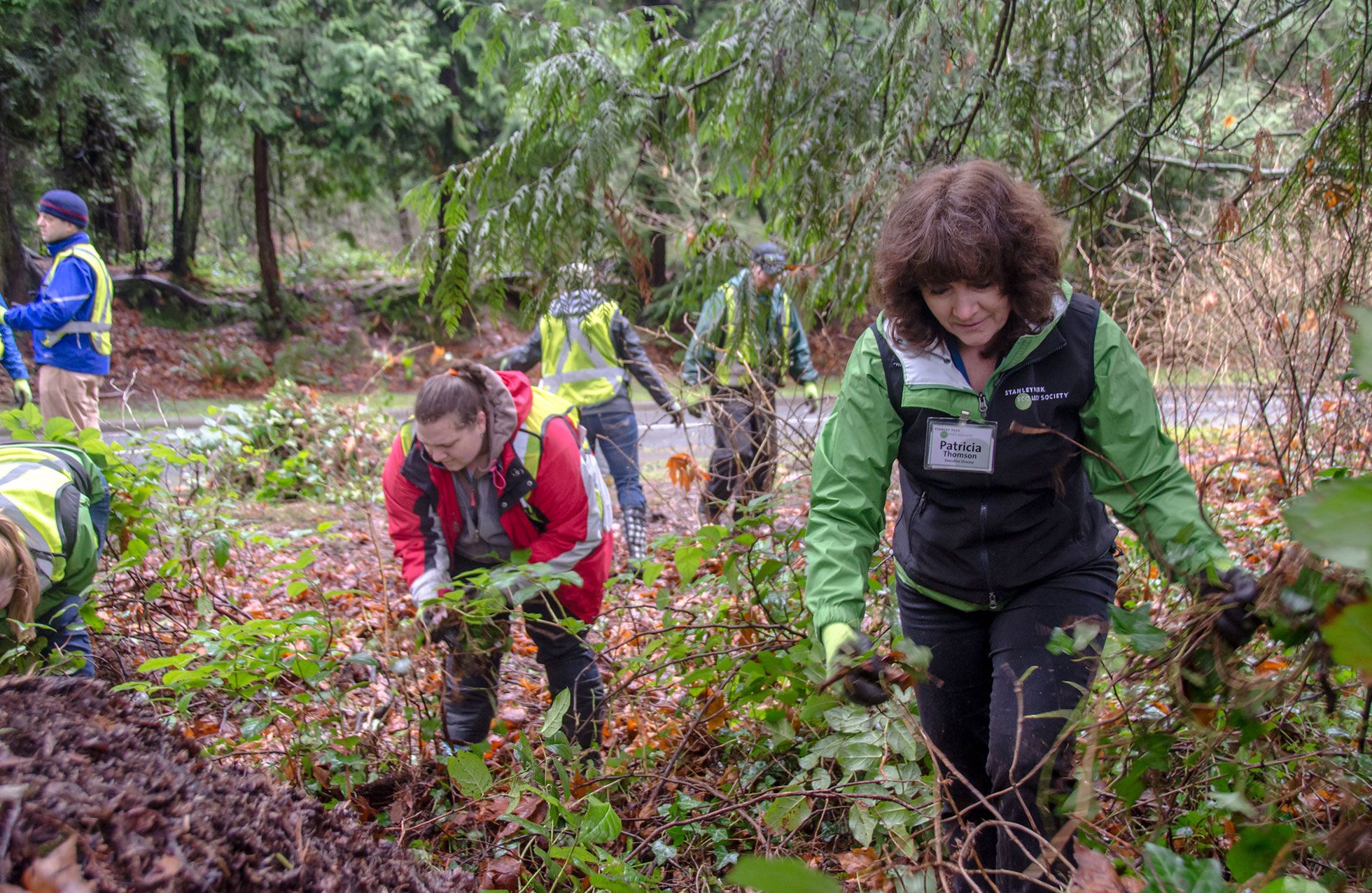 Volunteers remove invasive English ivy in Stanley Park. Credit: Don Enright