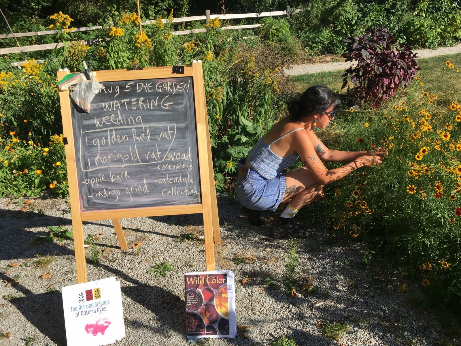 Harvesting coreopsis flowers in the Colour me Local Dye Garden in preparation for making a dye vat at the Gardeners’ Gathering, 2020. Credit: Carmen Rosen / Still Moon Arts Society